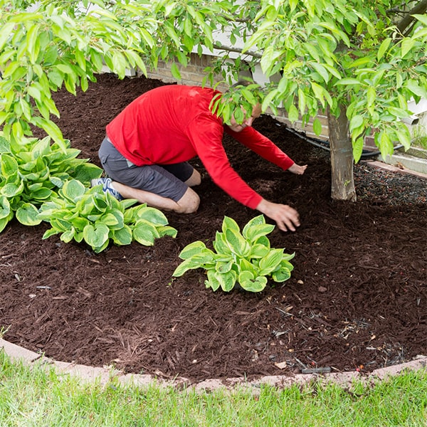 mulch installation mulch installation can benefit a variety of plants and flowers by providing insulation and improving soil quality